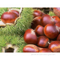 2014 New Crop Fresh Chestnut